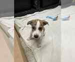 Small #2 Collie-German Shepherd Dog Mix