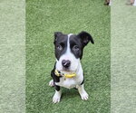 Small American Pit Bull Terrier Mix
