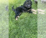 Small Photo #25 Aussiedoodle Miniature  Puppy For Sale in COMMERCE, MI, USA
