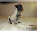 Small Photo #1 Pug Puppy For Sale in HUGUENOT, NY, USA