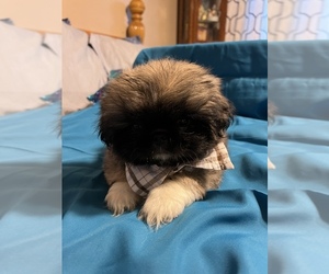 Pekingese Puppy for sale in SAN BERNARDINO, CA, USA