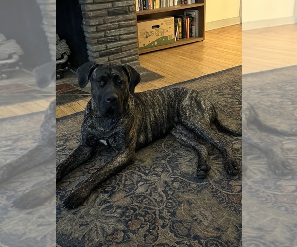 Medium Photo #1 America Bandogge Mastiff Puppy For Sale in AMSTERDAM, NY, USA