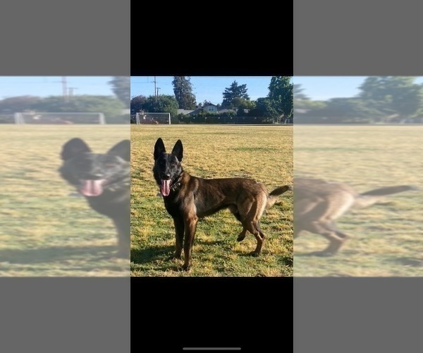 Medium Photo #7 Belgian Malinois Puppy For Sale in LOS ANGELES, CA, USA