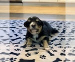 Small #10 Australian Shepherd