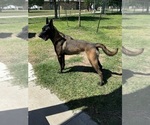 Small #6 Belgian Malinois