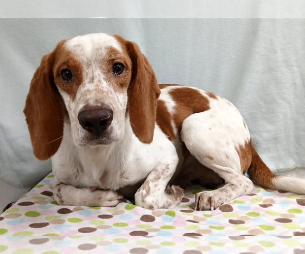 Medium Photo #3 Beagle Puppy For Sale in Murfreesboro, NC, USA