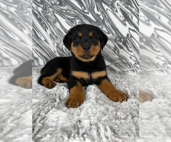Medium Photo #6 Rottweiler Puppy For Sale in GREENWOOD, IN, USA