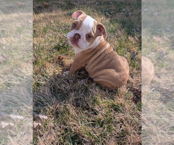 Medium Photo #1 English Bulldog Puppy For Sale in WHITELAND, IN, USA