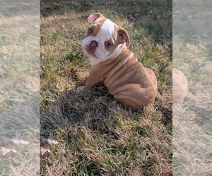 English Bulldog Puppy for sale in WHITELAND, IN, USA