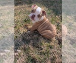 Small English Bulldog