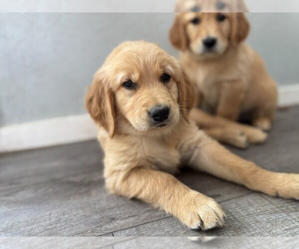 Medium Photo #1 Golden Retriever Puppy For Sale in DE BEQUE, CO, USA
