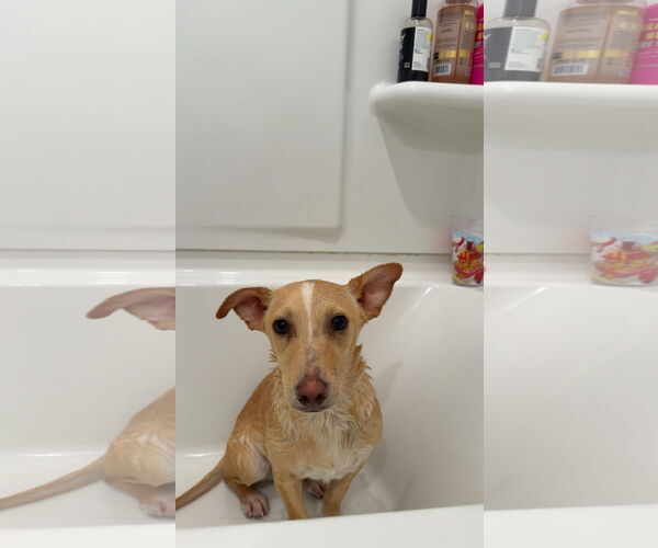 Medium Photo #5 Chihuahua-Unknown Mix Puppy For Sale in Sandy, UT, USA