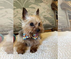 Mutt Dogs for adoption in Allentown,, PA, USA