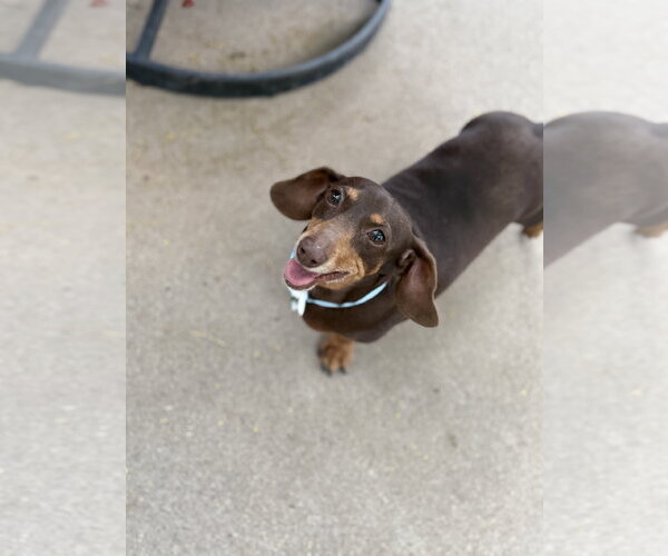 Medium Photo #3 Dachshund Puppy For Sale in Phoenix, AZ, USA