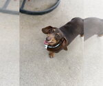 Small #2 Dachshund
