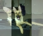 Small Photo #2 Malinois Puppy For Sale in BRONX, NY, USA