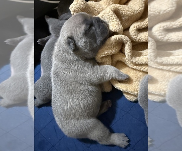 Medium Photo #21 French Bulldog Puppy For Sale in BIG RAPIDS, MI, USA