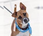 Small #1 Basenji-Chihuahua Mix
