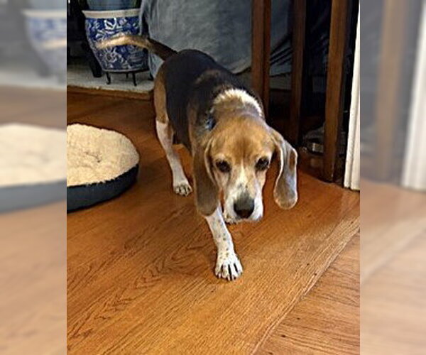 Medium Photo #14 Beagle Puppy For Sale in Dunnellon, FL, USA