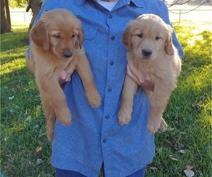 Golden Retriever Puppy for Sale in ALVARADO, Texas USA