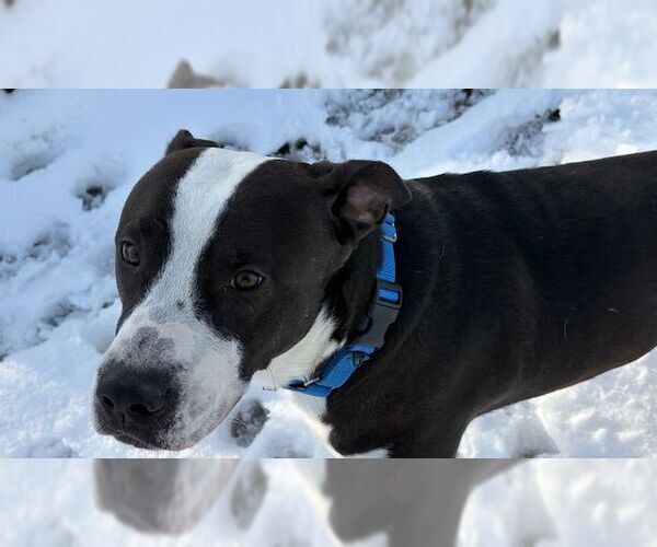 Medium Photo #1 Mutt Puppy For Sale in Tulsa, OK, USA