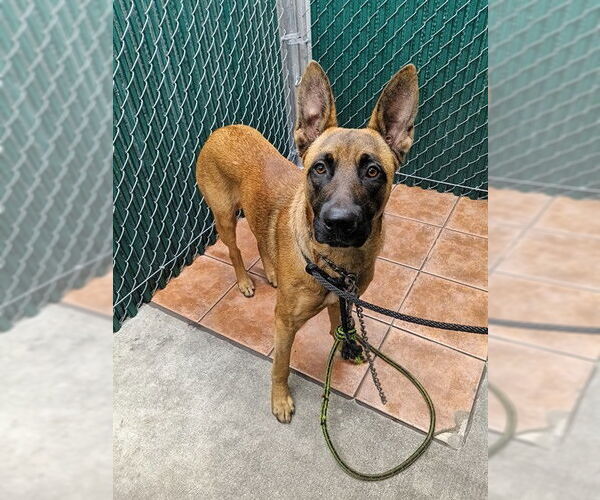 Medium Photo #1 Mutt Puppy For Sale in Downey, CA, USA