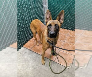 Mutt Dogs for adoption in Downey, CA, USA