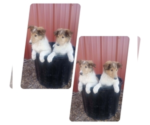 Collie Puppy for sale in FULLERTON, NE, USA