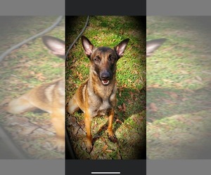 Mother of the Belgian Malinois puppies born on 11/18/2022