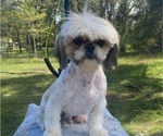 Small Photo #15 Shih Tzu Puppy For Sale in VENETA, OR, USA