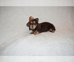 Small Photo #9 Dachshund Puppy For Sale in BENTON, AR, USA