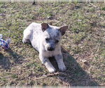 Small Photo #2 Red Heeler-Unknown Mix Puppy For Sale in The Woodlands, TX, USA