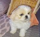 Small Photo #3 Pekingese Puppy For Sale in ANACORTES, WA, USA
