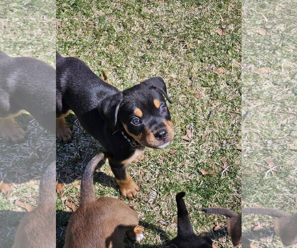 Medium Photo #1 American Pit Bull Terrier-Bernese Mountain Dog Mix Puppy For Sale in Rockaway, NJ, USA