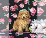 Small Photo #4 Poodle (Toy) Puppy For Sale in CHRISTIANA, PA, USA