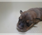 Small Photo #40 Australian Shepherd-Pembroke Welsh Corgi Mix Puppy For Sale in GALLEGOS, NM, USA