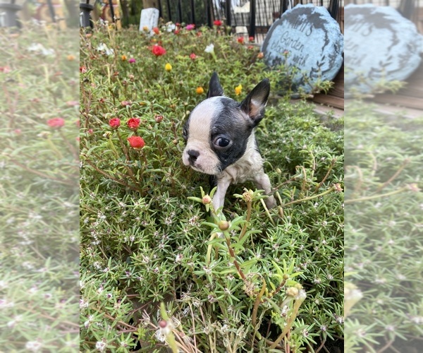 Medium Photo #7 Boston Terrier Puppy For Sale in FREDONIA, KS, USA