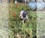Small #6 Boston Terrier