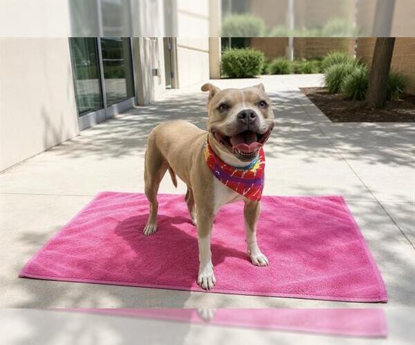 Medium Photo #3 Mutt Puppy For Sale in Orange, CA, USA