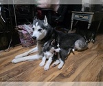 Small #8 Siberian Husky