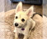 Small Photo #9 Siberian Husky-Unknown Mix Puppy For Sale in Brooklyn, NY, USA