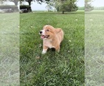 Small Photo #14 Pembroke Welsh Corgi Puppy For Sale in MILFORD, IN, USA