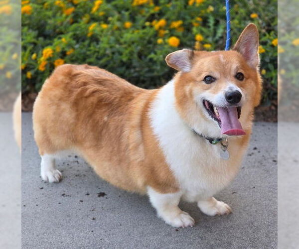 Medium Photo #2 Mutt Puppy For Sale in Chino Hills, CA, USA