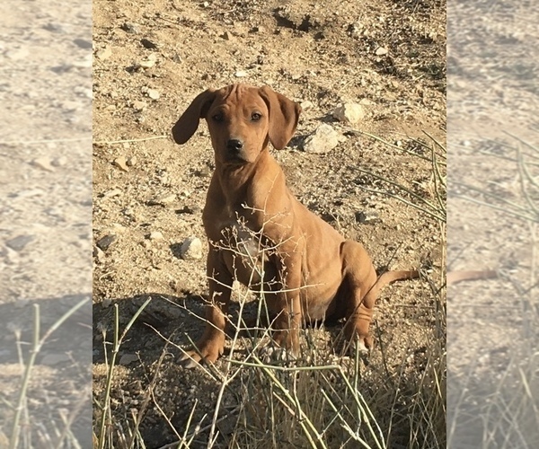 Medium Photo #15 Rhodesian Ridgeback Puppy For Sale in MORONGO VALLEY, CA, USA
