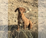 Small Photo #15 Rhodesian Ridgeback Puppy For Sale in MORONGO VALLEY, CA, USA