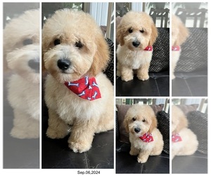 Goldendoodle (Miniature) Puppy for sale in RICHMOND, IL, USA