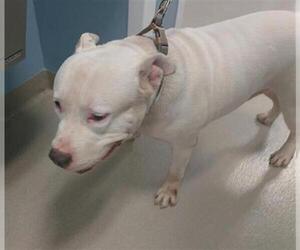 American Bulldog-Unknown Mix Dogs for adoption in Fort Lauderdale, FL, USA