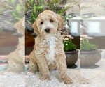 Small Photo #10 Australian Labradoodle Puppy For Sale in WASHINGTON, NC, USA