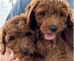 Small #1 Goldendoodle (Miniature)