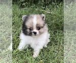 Small #14 Pomeranian